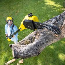 Best Lawn Maintenance Plans  in Watertown, TN