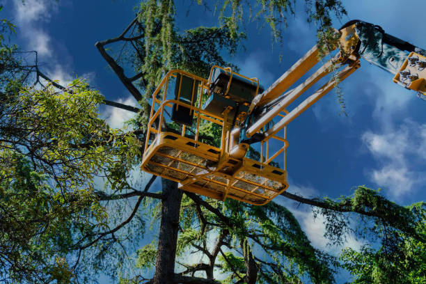 Best Emergency Tree Removal  in Watertown, TN