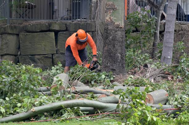  Watertown, TN Tree Removal Pros